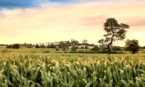 Field of corn in Argentina
